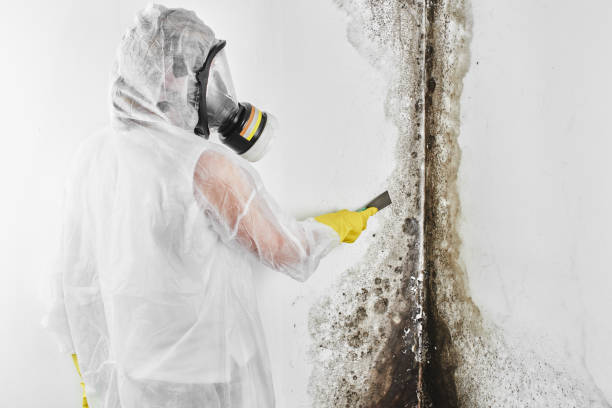 Best Mold Remediation for Schools in East Jordan, MI