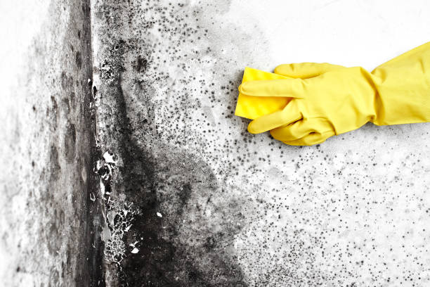 Best Attic Mold Remediation in East Jordan, MI