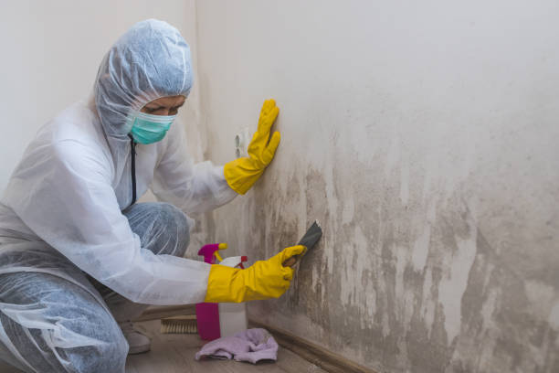 Best Health and Safety Mold Remediation in East Jordan, MI