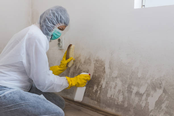 Best Black Mold Remediation in East Jordan, MI