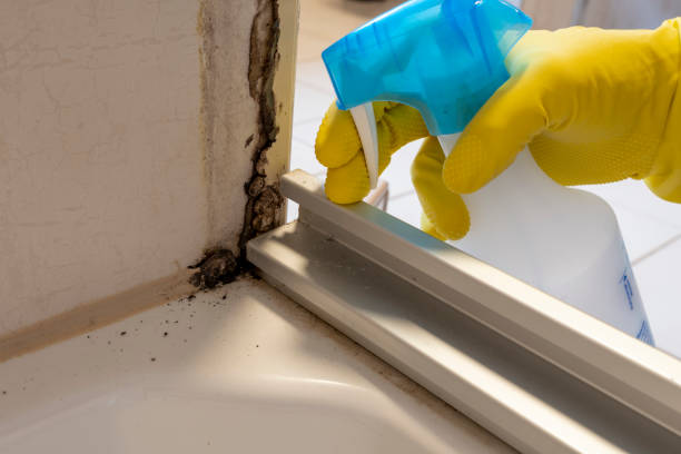Best Bathroom Mold Remediation in East Jordan, MI