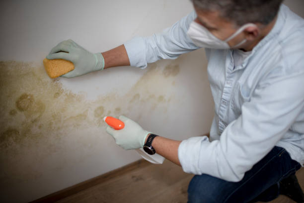 Best Commercial Mold Remediation in East Jordan, MI