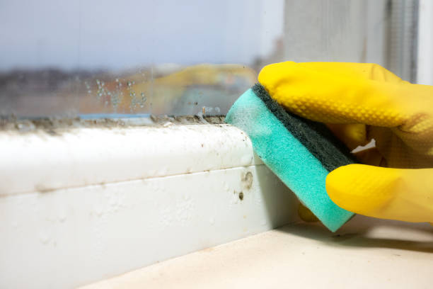 Best Kitchen Mold Remediation in East Jordan, MI