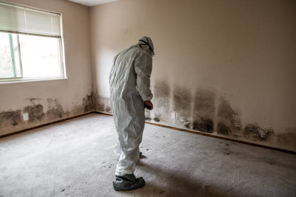 Best HVAC Mold Remediation in East Jordan, MI