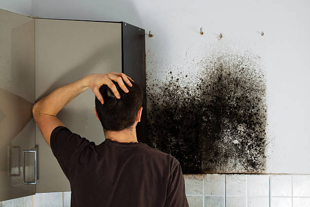 Best Post-Flood Mold Remediation in East Jordan, MI