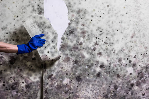 Best Mold Testing and Inspection Services in East Jordan, MI