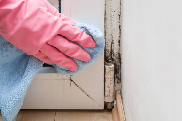 Best Localized Mold Remediation (e.g., coastal areas, humid climates) in East Jordan, MI